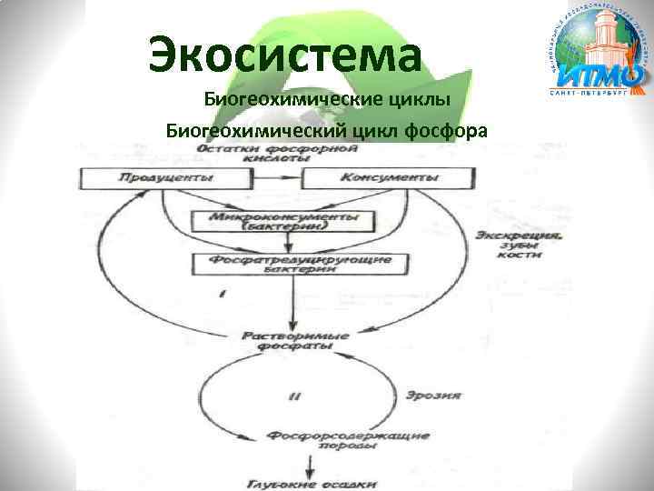 Экосистема Биогеохимические циклы Биогеохимический цикл фосфора 