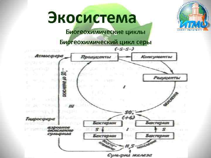 Экосистема Биогеохимические циклы Биогеохимический цикл серы 