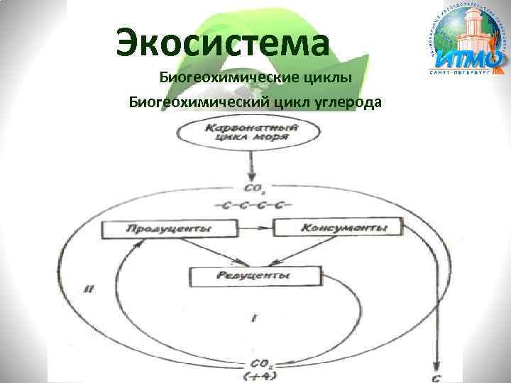 Экосистема Биогеохимические циклы Биогеохимический цикл углерода 