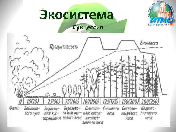 Экосистема Сукцессия 