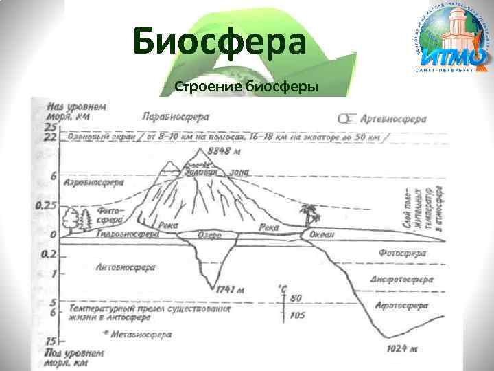 Биосфера Строение биосферы 
