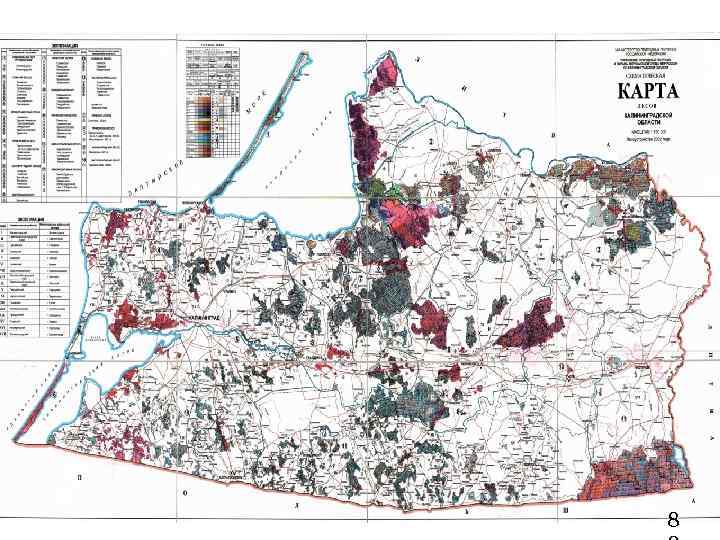 Карта лесов Калининградской области 8 