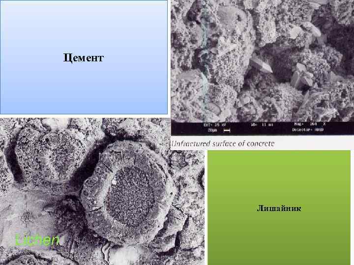 Цемент Лишайник 