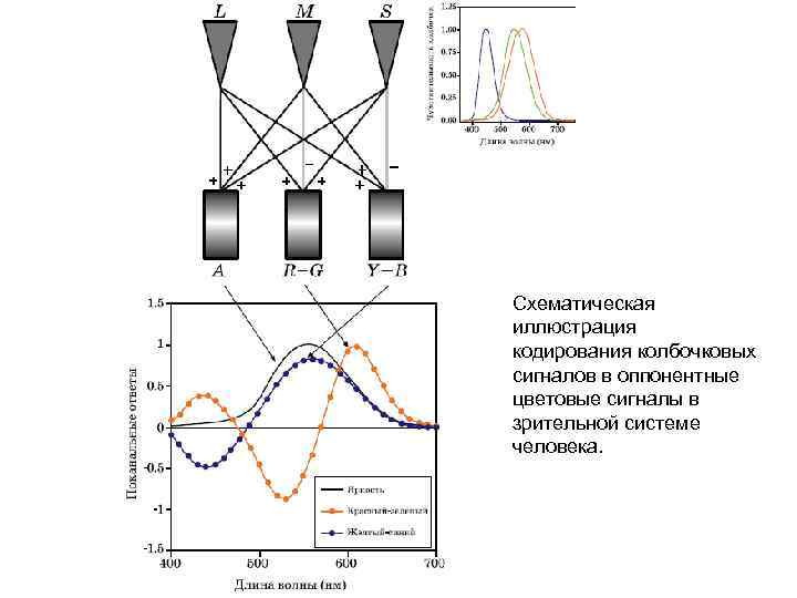 Схематическая иллюстрация кодирования колбочковых сигналов в оппонентные цветовые сигналы в зрительной системе человека. 