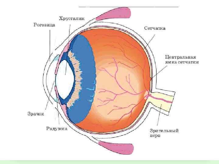 Введення в спеціальність 09 лютого 2018 ОПТИКА ГЛАЗА 6 