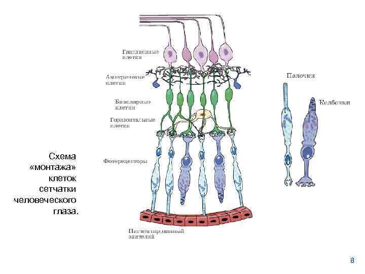 Схема «монтажа» клеток сетчатки человеческого глаза. 8 