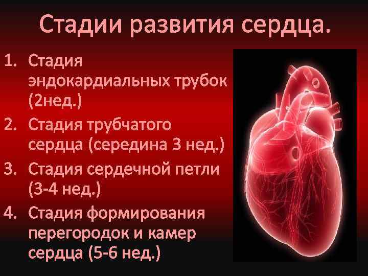 Стадии развития сердца. 1. Стадия эндокардиальных трубок (2 нед. ) 2. Стадия трубчатого сердца