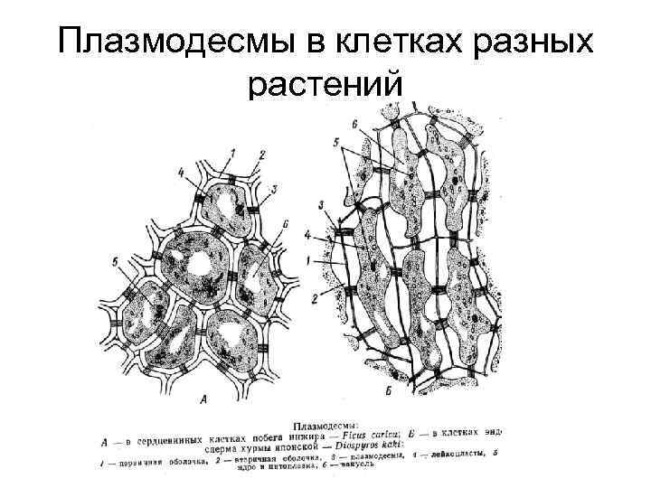 В клетках семян растений