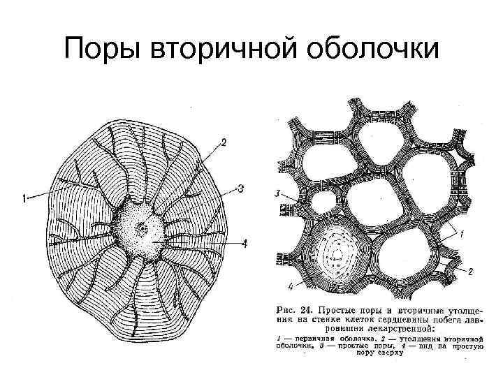 Оболочка растений. Вторичная оболочка растений. Изменения вторичной клеточной оболочки растений. Поры клеточной стенки растений. Поры в клеточной оболочке.