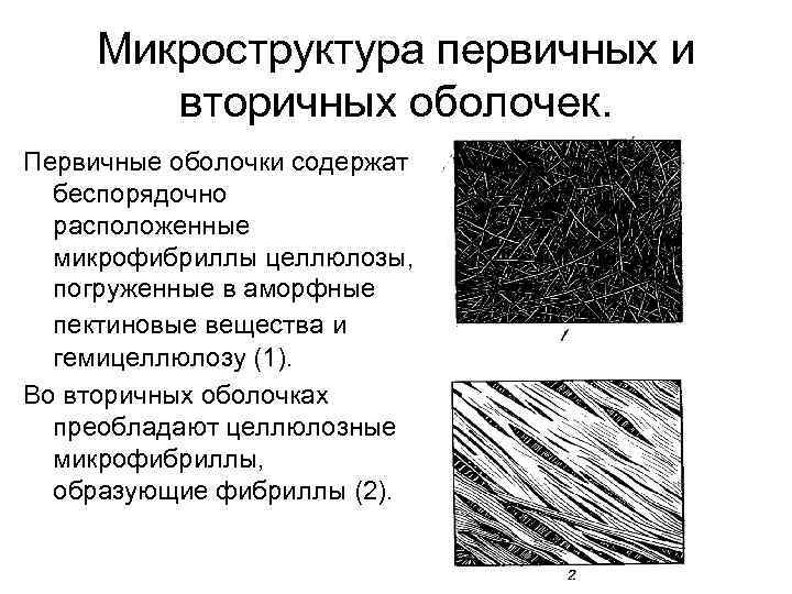 Микроструктуры клеток окрашенные в оранжевый цвет. Первичная клеточная оболочка. Первичная и вторичная оболочки. Первичная и вторичная клеточная оболочка. Вторичная оболочка.