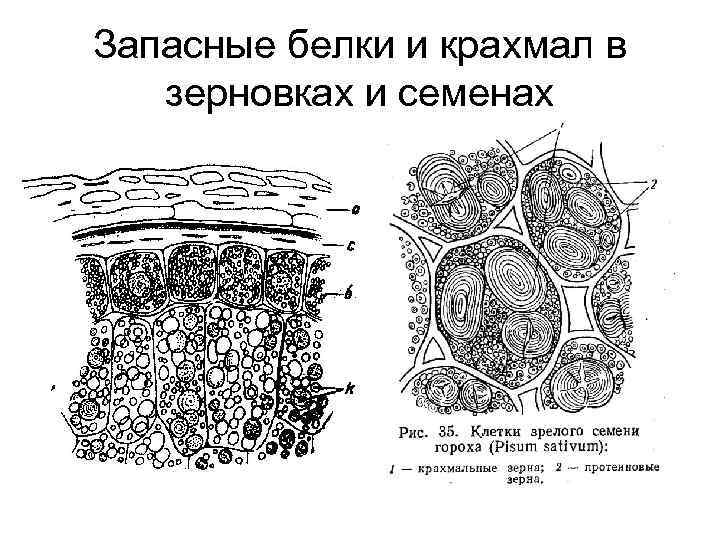 Клетка семени