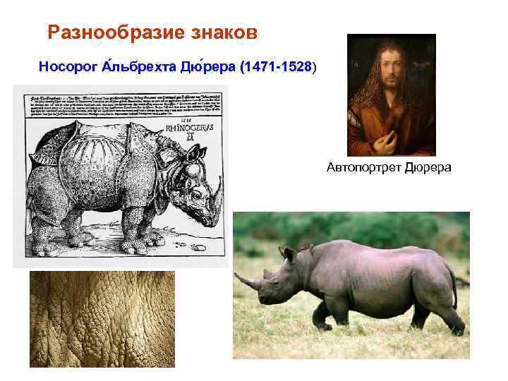  Разнообразие знаков Носорог А льбрехта Дю рера (1471 -1528) Автопортрет Дюрера 