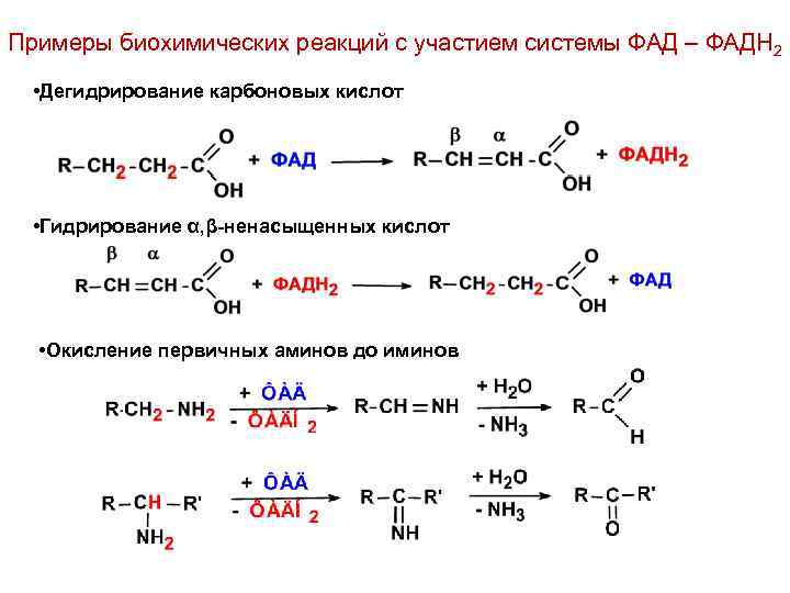 Примеры биохимических реакций с участием системы ФАД – ФАДН 2 • Дегидрирование карбоновых кислот