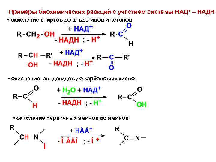 Примеры биохимических реакций с участием системы НАД+ – НАДН • окисление спиртов до альдегидов