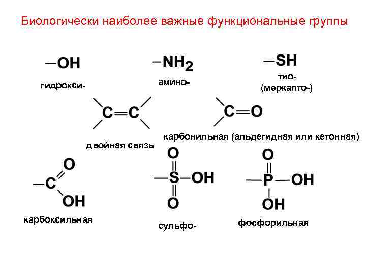 Биологически наиболее важные функциональные группы амино- гидрокси- двойная связь карбоксильная тио(меркапто-) карбонильная (альдегидная или