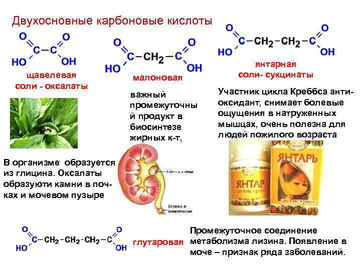 Двухосновные карбоновые кислоты щавелевая соли - оксалаты малоновая важный промежуточны й продукт в биосинтезе