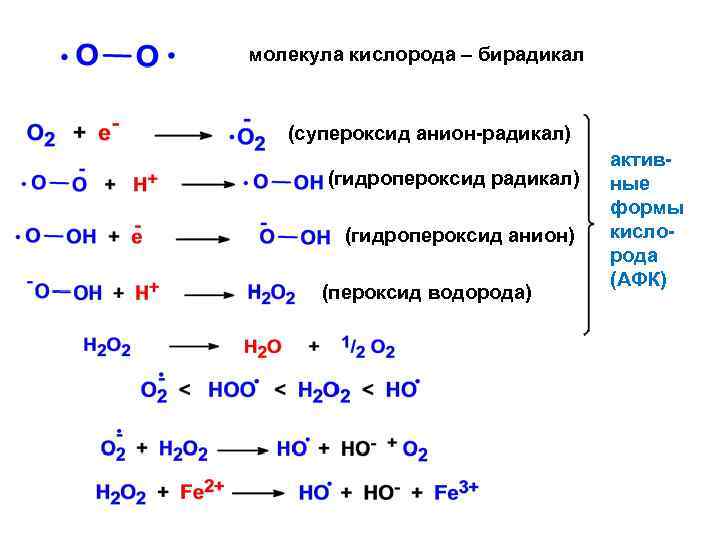 молекула кислорода – бирадикал (супероксид анион-радикал) (гидропероксид анион) (пероксид водорода) активные формы кислорода (АФК)
