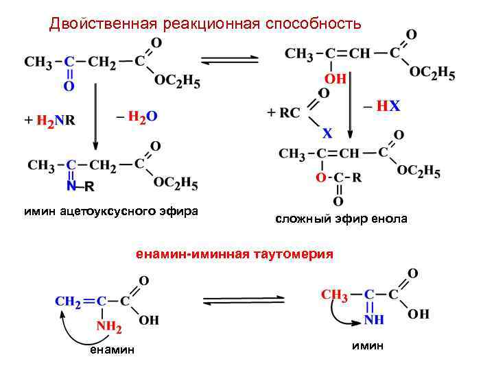 Двойственная реакционная способность имин ацетоуксусного эфира сложный эфир енола енамин-иминная таутомерия енамин имин 