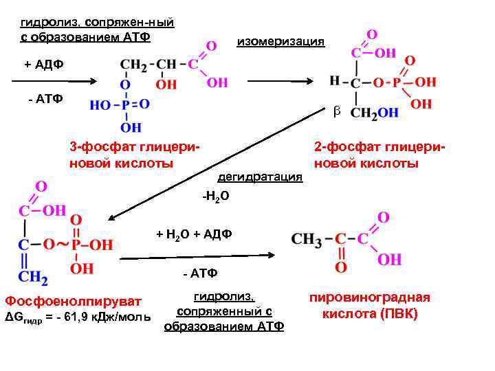 Колоть атф. Аденозин 3 фосфат гидролиз. Схема гидролиза АТФ. Фосфоенолпируват Синтез АТФ. Реакция образования АДФ из АТФ.