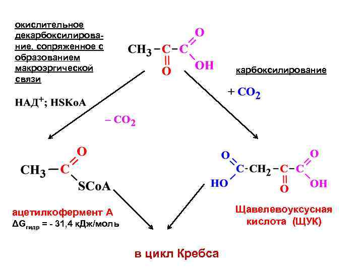 окислительное декарбоксилирование, сопряженное с образованием макроэргической связи карбоксилирование Щавелевоуксусная кислота (ЩУК) ацетилкофермент А ΔGгидр
