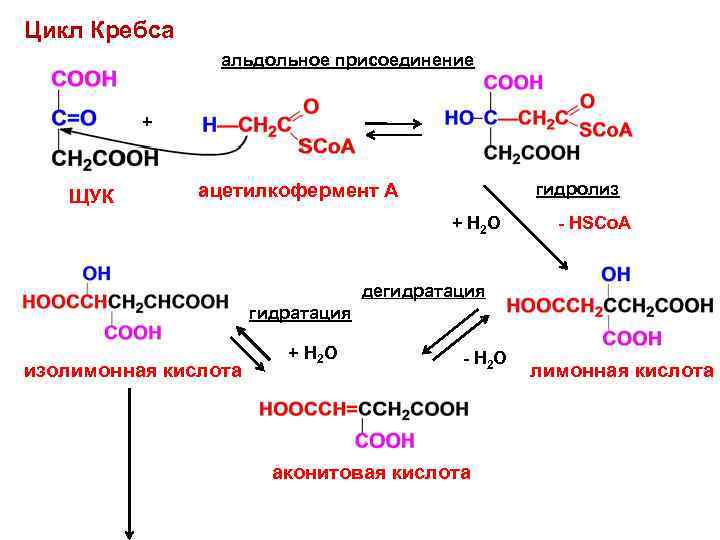Цикл Кребса альдольное присоединение + ЩУК гидролиз ацетилкофермент А + Н 2 О -