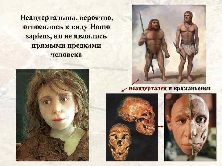 Неандертальцы, вероятно, относились к виду Homo sapiens, но не являлись прямыми предками человека неандерталец