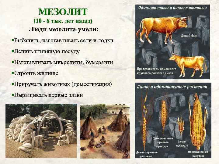 Чем отличаются одомашненные животные от диких видов