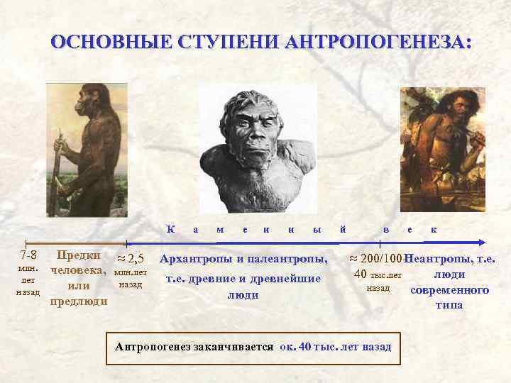 ОСНОВНЫЕ СТУПЕНИ АНТРОПОГЕНЕЗА: К 7 -8 млн. лет назад а м е н н