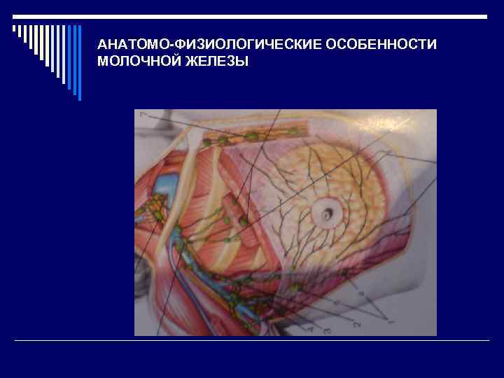 АНАТОМО-ФИЗИОЛОГИЧЕСКИЕ ОСОБЕННОСТИ МОЛОЧНОЙ ЖЕЛЕЗЫ 