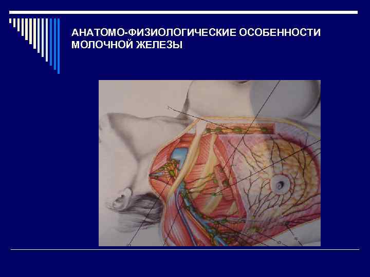 АНАТОМО-ФИЗИОЛОГИЧЕСКИЕ ОСОБЕННОСТИ МОЛОЧНОЙ ЖЕЛЕЗЫ 