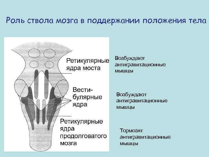 Роль ствола мозга в поддержании положения тела Возбуждают антигравитационные мышцы Тормозят антигравитационные мышцы 