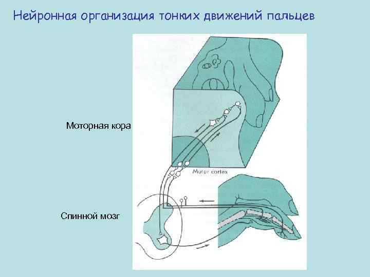 Нейронная организация тонких движений пальцев Моторная кора Спинной мозг 