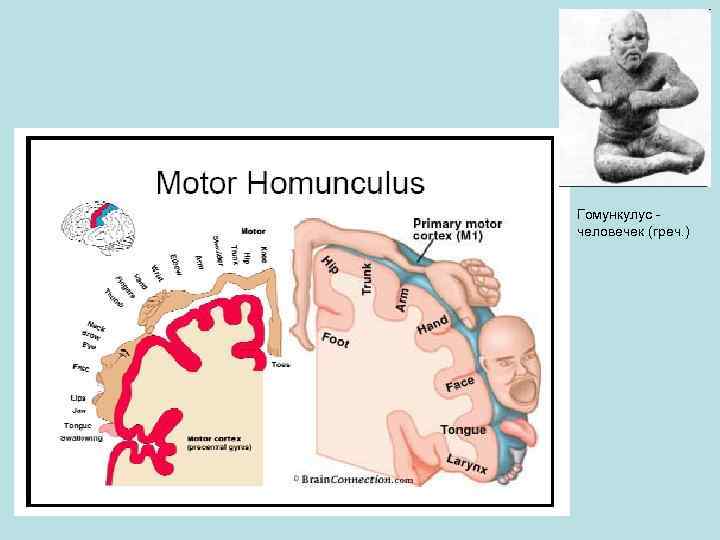 Гомункулус человечек (греч. ) 