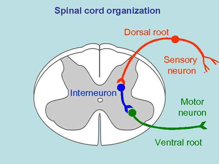 Spinal cord organization Dorsal root Sensory neuron Interneuron Motor neuron Ventral root 