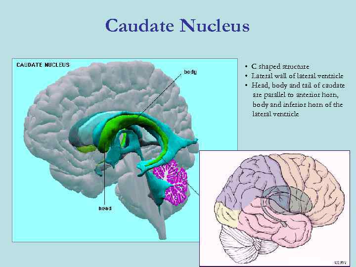 Caudate Nucleus • C shaped structure • Lateral wall of lateral ventricle • Head,