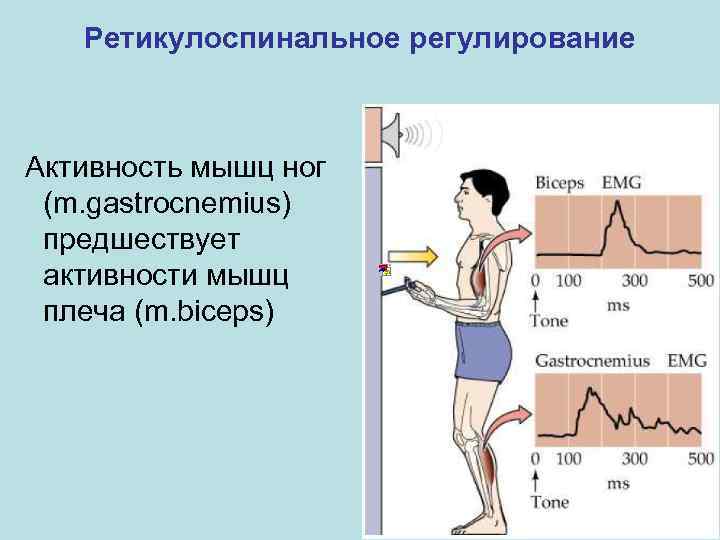 Ретикулоспинальное регулирование Активность мышц ног (m. gastrocnemius) предшествует активности мышц плеча (m. biceps) 