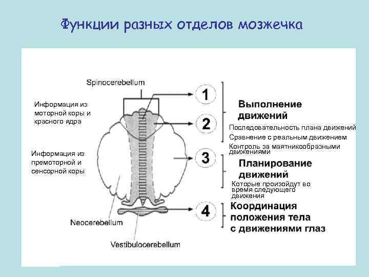 Функции разных отделов мозжечка Информация из моторной коры и красного ядра Информация из премоторной