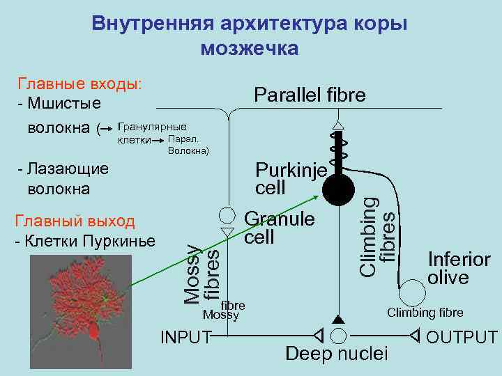 Внутренняя архитектура коры мозжечка Главные входы: - Мшистые волокна ( Гранулярные Парал. Волокна) Purkinje