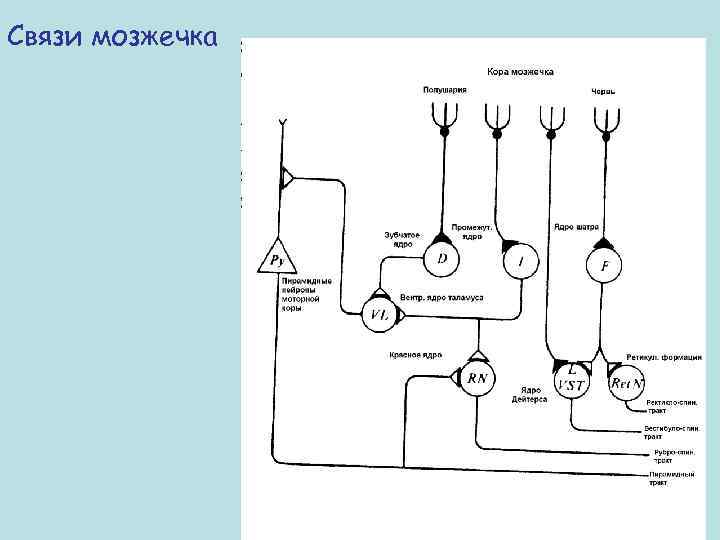 Связи мозжечка 