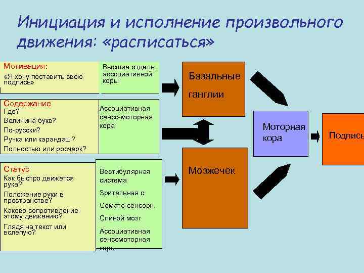 Инициация и исполнение произвольного движения: «расписаться» Мотивация: «Я хочу поставить свою подпись» Содержание Высшие