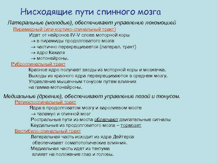 Нисходящие пути спинного мозга Латеральные (молодые), обеспечивают управление локомоцией Пирамидный (или кортико-спинальный тракт) Идет