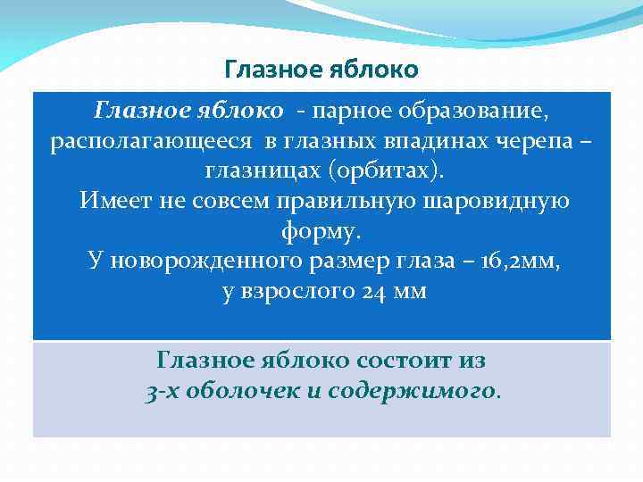 Глазное яблоко - парное образование, располагающееся в глазных впадинах черепа – глазницах (орбитах). Имеет