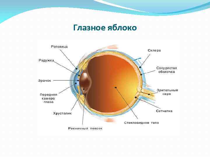 Орбита глаза. Орбита строение офтальмология. Орбита глаза анатомия. Схема строения орбиты.