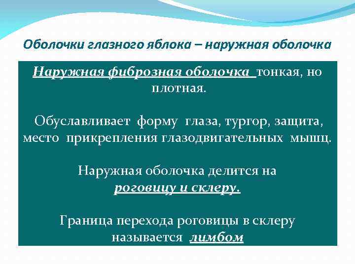 Оболочки глазного яблока – наружная оболочка Наружная фиброзная оболочка тонкая, но плотная. Обуславливает форму