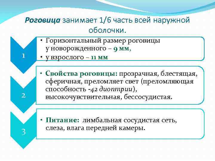 Роговица занимает 1/6 часть всей наружной оболочки. 1 • Горизонтальный размер роговицы у новорожденного