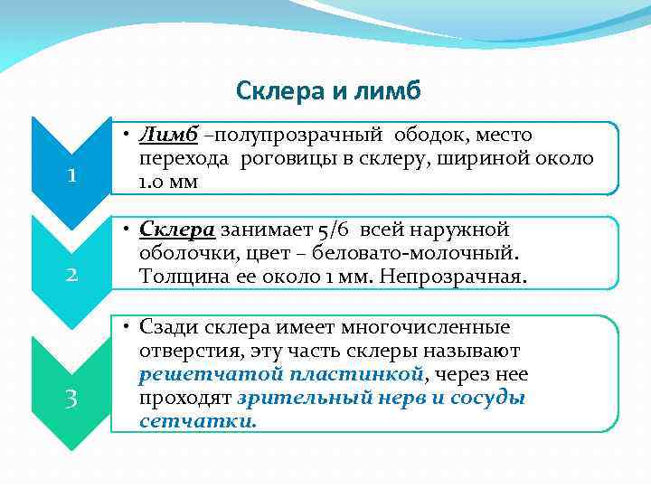 Склера и лимб 1 • Лимб –полупрозрачный ободок, место перехода роговицы в склеру, шириной