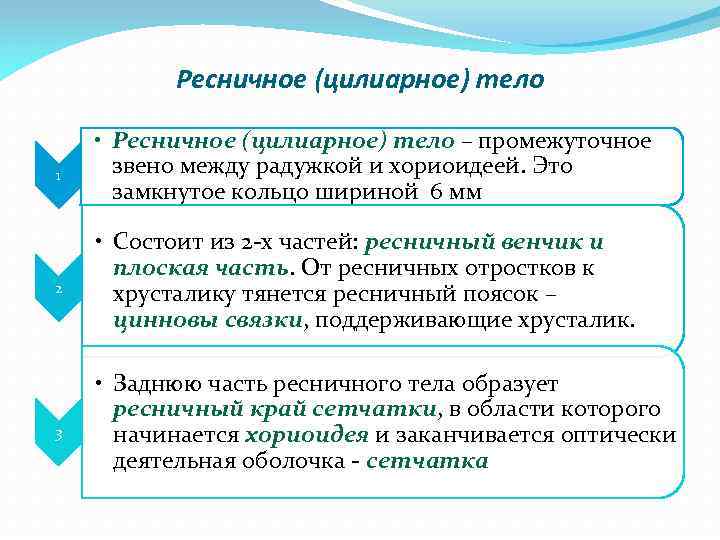 Ресничное (цилиарное) тело 1 2 3 • Ресничное (цилиарное) тело – промежуточное звено между