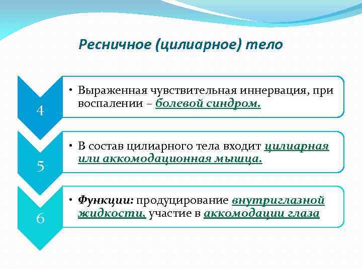 Ресничное (цилиарное) тело 4 5 6 • Выраженная чувствительная иннервация, при воспалении – болевой