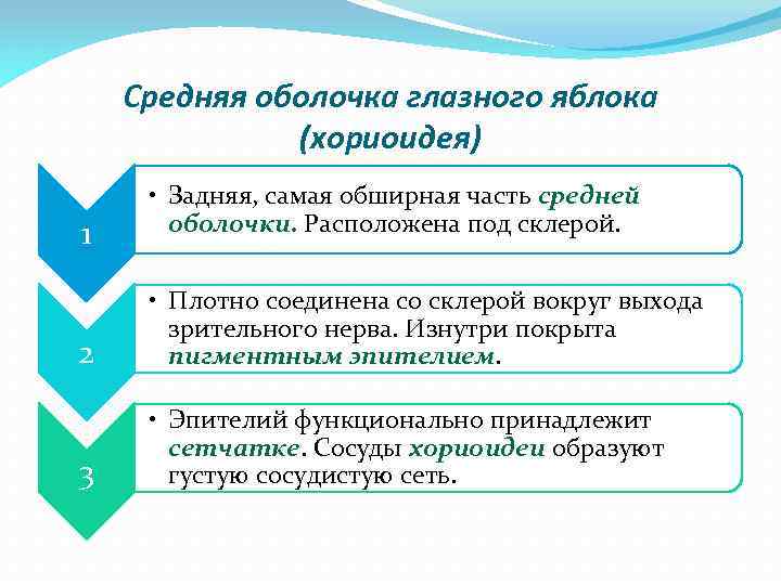 Средняя оболочка глазного яблока (хориоидея) 1 • Задняя, самая обширная часть средней оболочки. Расположена