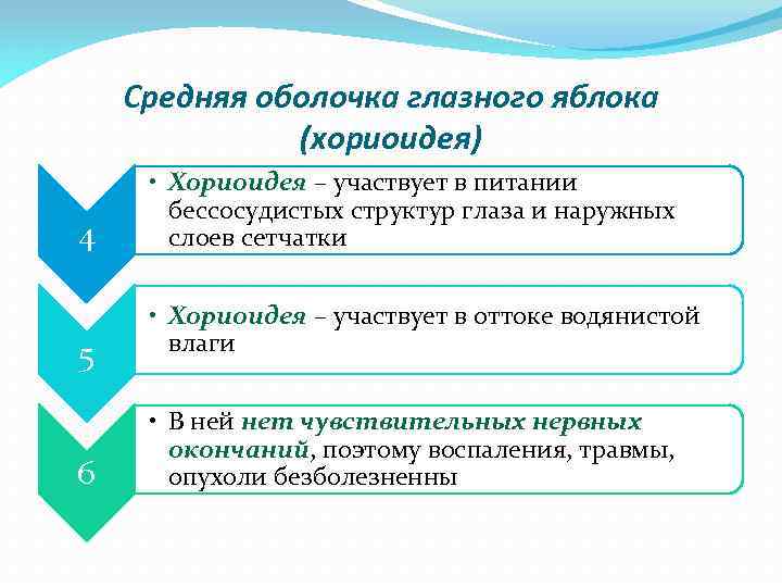 Средняя оболочка глазного яблока (хориоидея) 4 5 6 • Хориоидея – участвует в питании